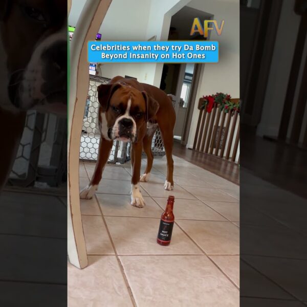 Hot Ones: The Boxer Edition 🌶️🔥 #funny #shorts