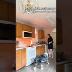 How did the dog know better than she did? #closecall #fire #dogs #shorts #cookingfails