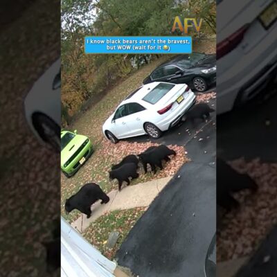 I know black bears aren’t the bravest but WOW (wait for it 😂)