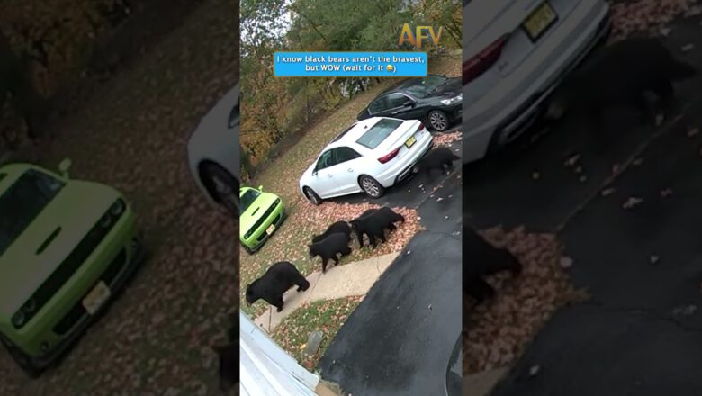 I know black bears aren’t the bravest but WOW (wait for it 😂)