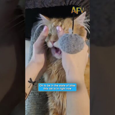 I wish I was this relaxed #cat #vibes #funny