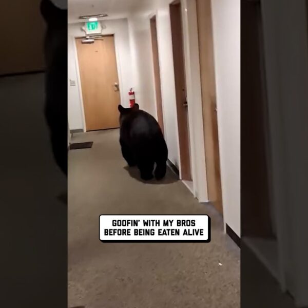 pov: dorm life in alaska 🐻 🤣