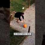 pumpkin karma is the only thing i believe in 😩 🤣