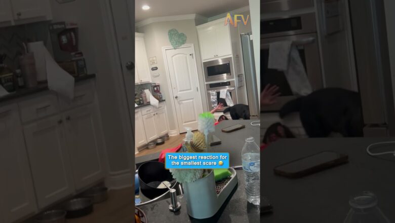 She Didn’t See This Coming 😂 #funny #scareprank