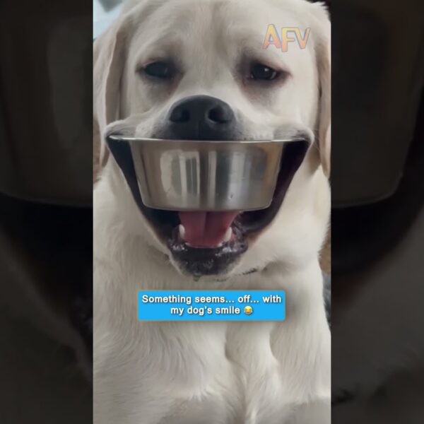 Something seems… off… with my dog’s smile 😂