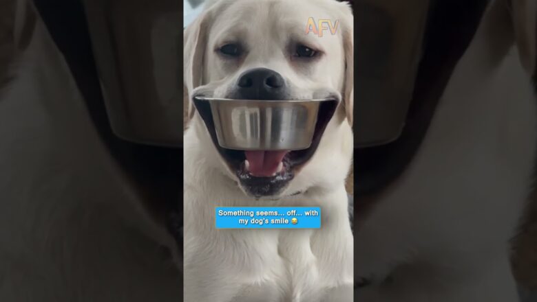 Something seems… off… with my dog’s smile 😂