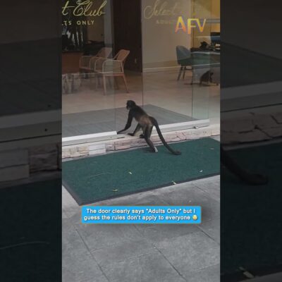 The door says Adults Only but the monkeys don’t care #funny #animals #viral