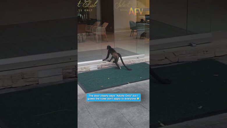 The door says Adults Only but the monkeys don’t care #funny #animals #viral