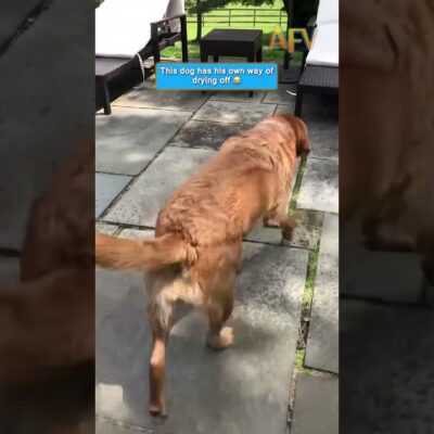 This dog has a very strange drying routine 🐕😂 #funny #shorts #dog