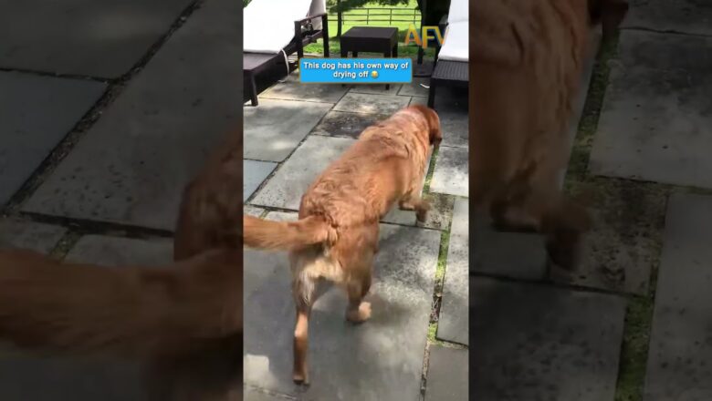 This dog has a very strange drying routine 🐕😂 #funny #shorts #dog