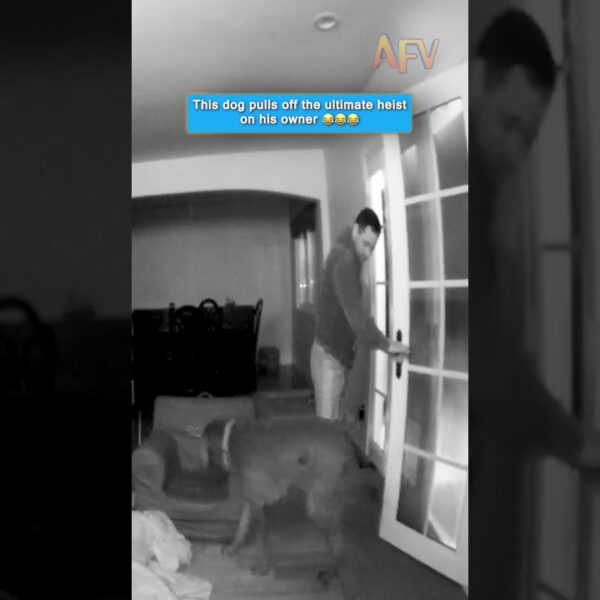 This dog pulls off the ultimate heist on his owner 😂😂😂