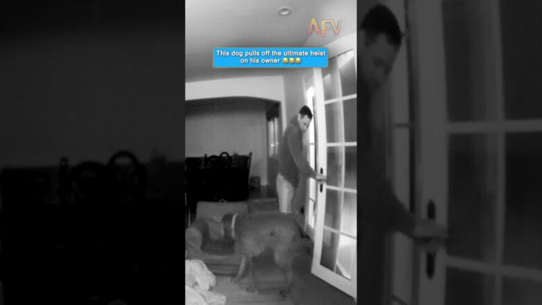 This dog pulls off the ultimate heist on his owner 😂😂😂