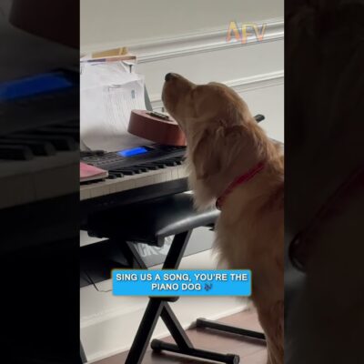 This dog thinks he’s Billy Joel 🤣 #afv #dogs