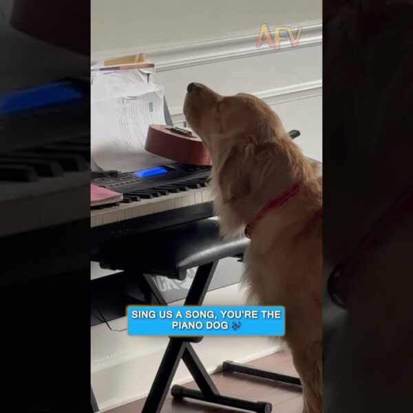 This dog thinks he’s Billy Joel 🤣 #afv #dogs