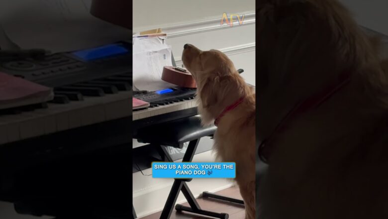 This dog thinks he’s Billy Joel 🤣 #afv #dogs