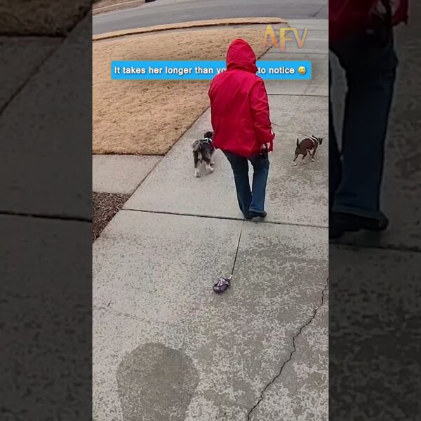 Watch how long it takes this woman to realize her dog is missing