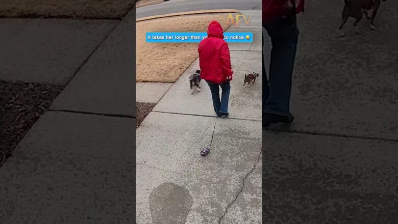 Watch how long it takes this woman to realize her dog is missing