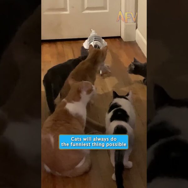 What happens when you put a robot dog in a room full of cats? #catlife #robotdog