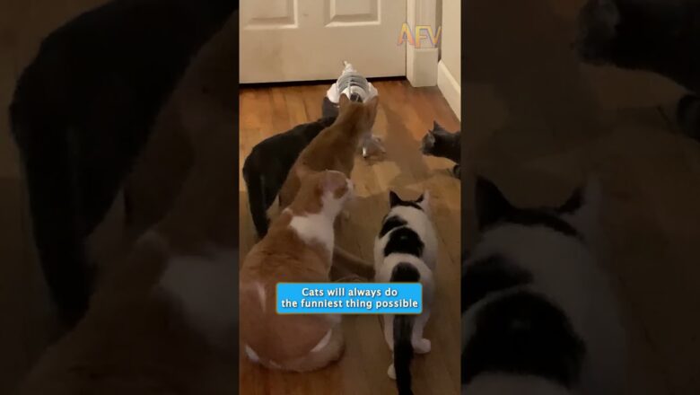What happens when you put a robot dog in a room full of cats? #catlife #robotdog
