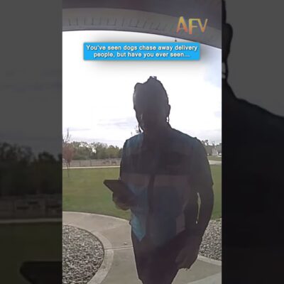 You won’t believe who chased this delivery driver! 🐐😱 #funny #animals #shorts
