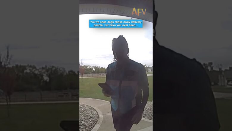You won’t believe who chased this delivery driver! 🐐😱 #funny #animals #shorts